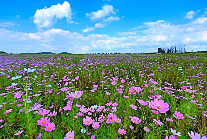 花花天下一日游_周边旅游_Cmp冠军