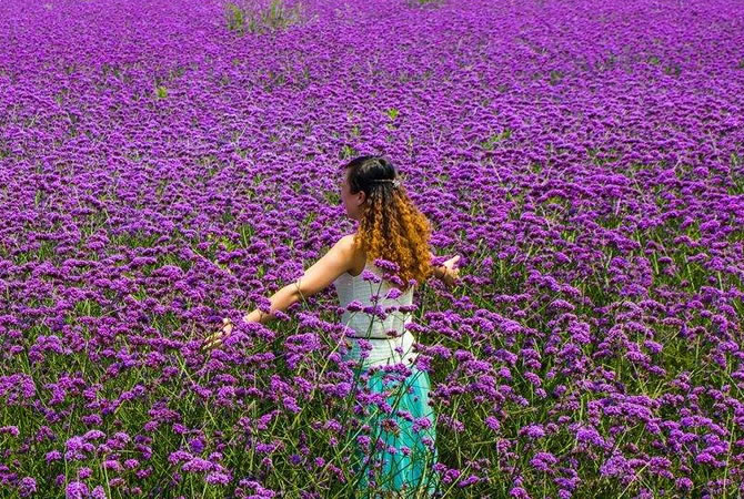花花天下一日游_周边旅游_Cmp冠军