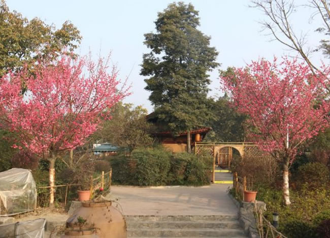 新义水乡中医药浴康养、黄龙溪古镇二日游_其它_Cmp冠军