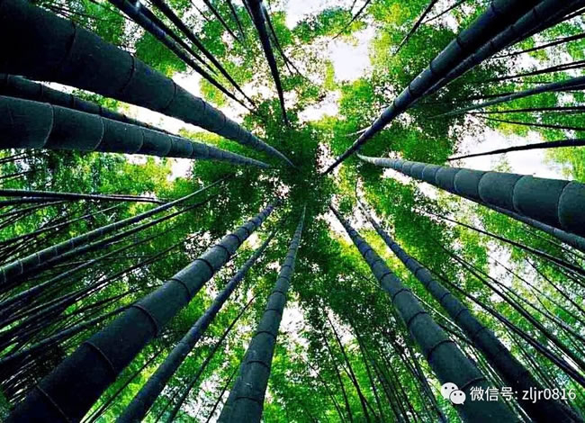 夏日特惠千人游—蜀南竹海2日游_其它_Cmp冠军