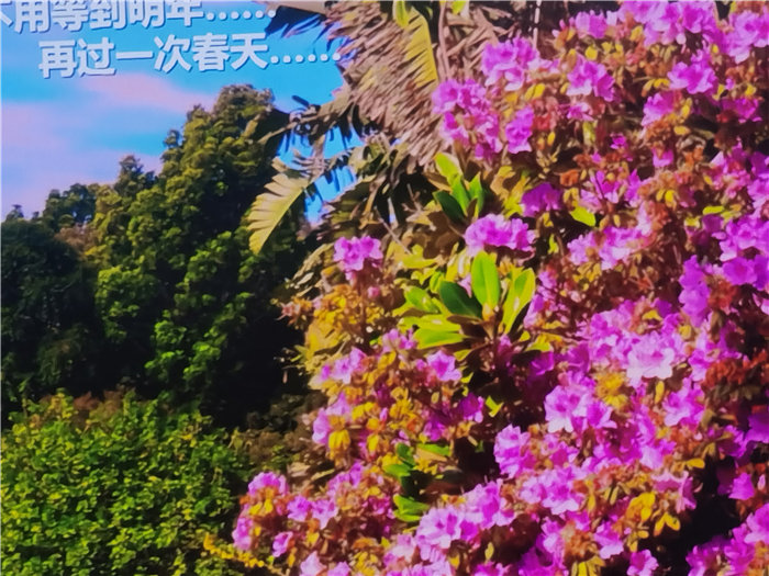 绵阳Cmp冠军沐日旅行社2025年澳洲暨秋季线路品鉴会